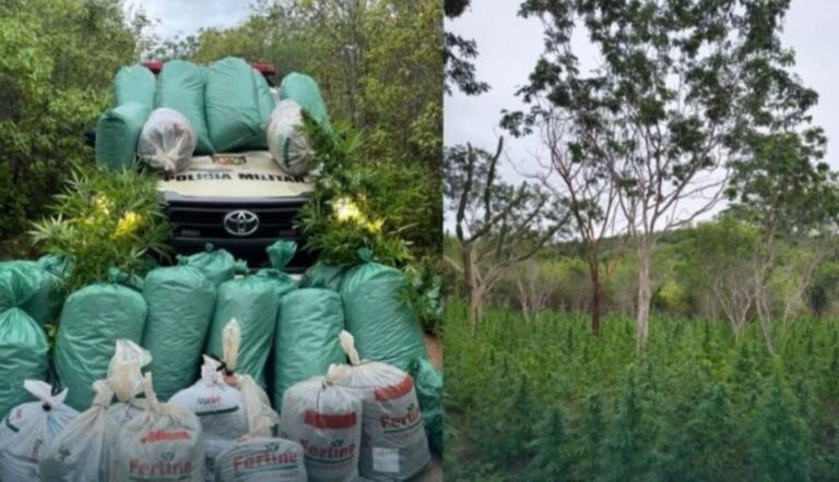NO SÍTIO CIPÓ EM SERTÂNIA, POLICIAIS MILITARES FLAGRAM 20 MIL PÉS E 220 QUILOS DE MACONHA; UM HOMEM FOI PRESO