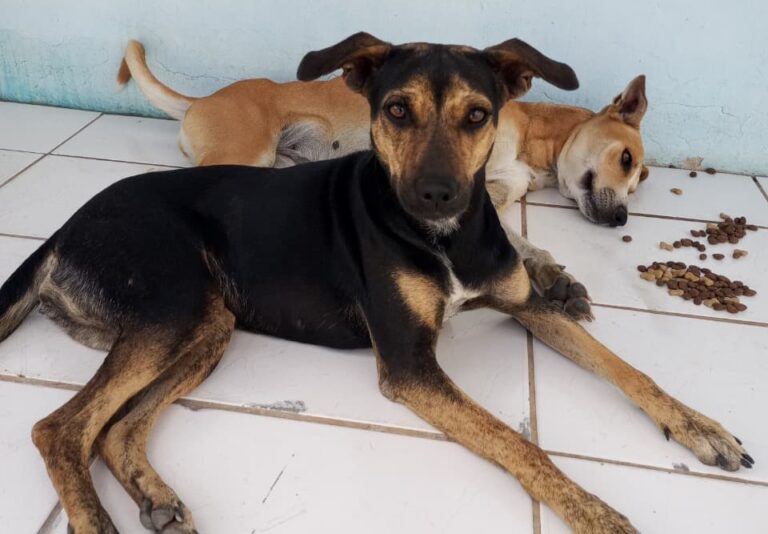 CADELA DESAPARECE NA REGIÃO DA VILA DA COHAB E PREOCUPA FAMÍLIA POR DEPENDER DE MEDICAÇÃO CONTÍNUA